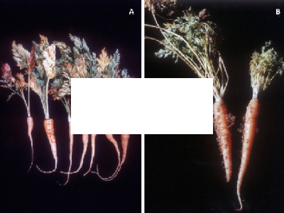 Fitoplasma Stolbur y Fitoplasma Aster yellows